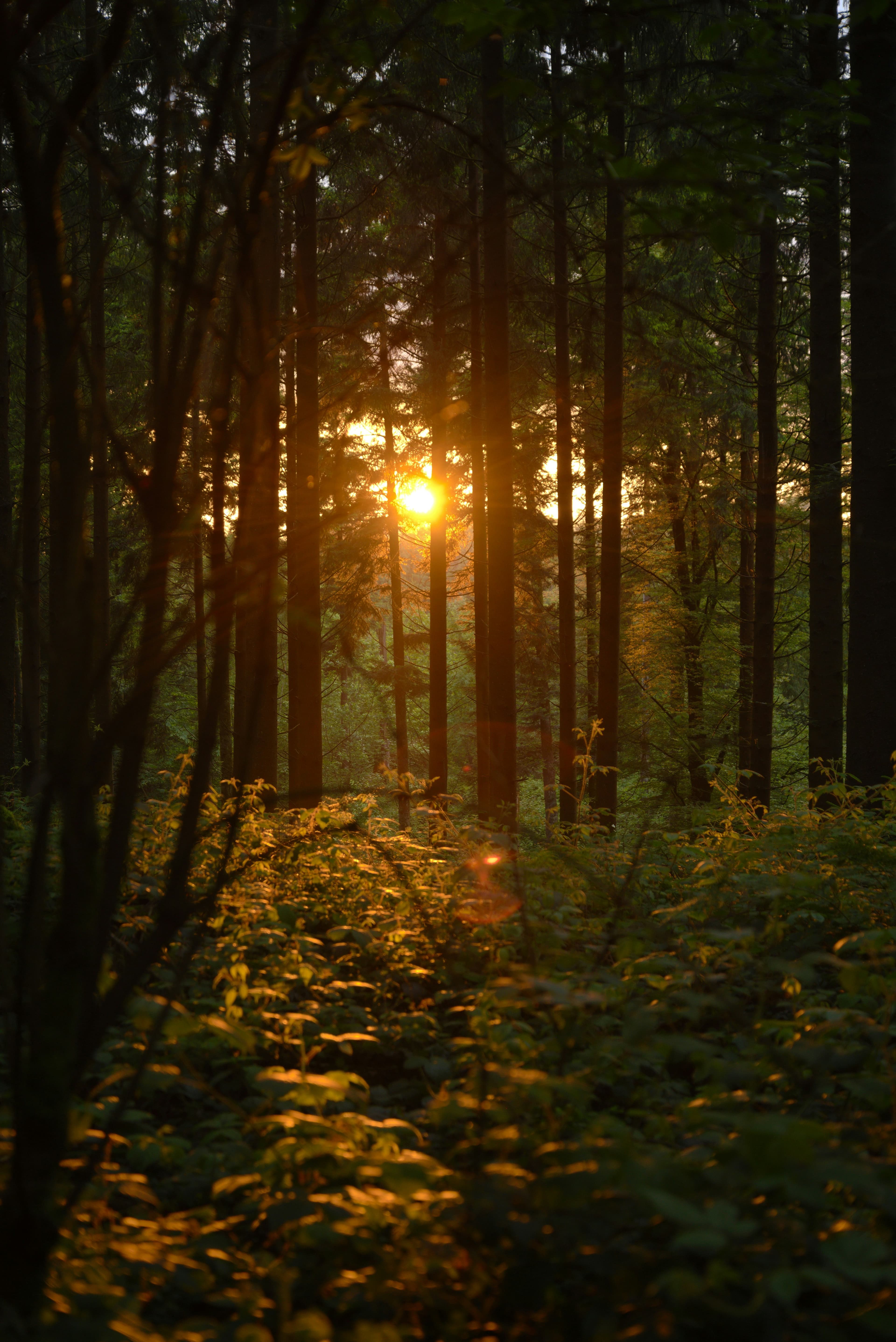 Bosque al atardecer con luz dorada